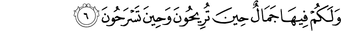 Surah 16 Ayah 6